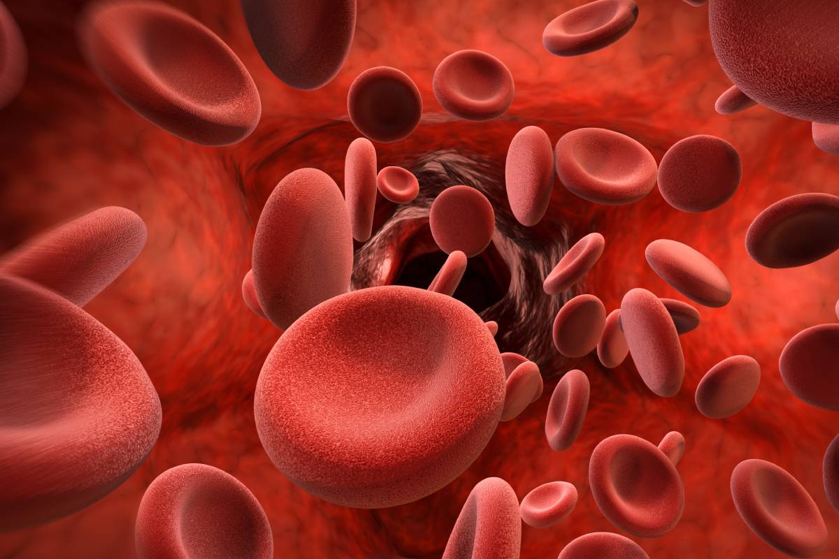 hematologia